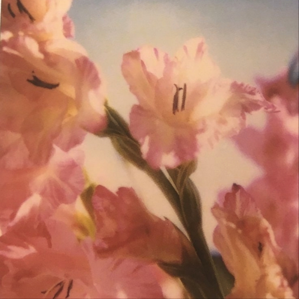 *·˚